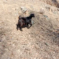 دوتا‌بزغاله‌ماده