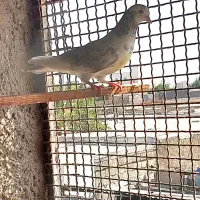 چندتاکبوترخوب|پرنده|بندرعباس, |دیوار