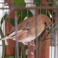 یک عدد مرغ مینا و سیره پرصورتی|پرنده|تهران, تهرانسر غربی|دیوار