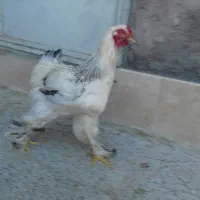 خروس برهما لایت|حیوانات مزرعه|مهریز, |دیوار