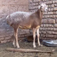 بره چینی قندوزی