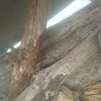 خریدار انواع چوب ساختمانی باغی وهرس|خدمات باغبانی و درختکاری|گنبد کاووس, |دیوار