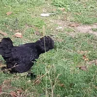 مرغ های اصل وزینتی|حیوانات مزرعه|مشگین شهر, |دیوار