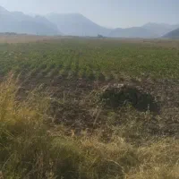 زمین کشاورزی