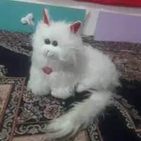 عروسک