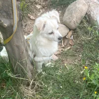 پامر خرسی روباهی سایز صفر