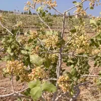 باغ پسته۱۰ساله نزدیک شهر