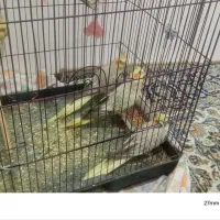 عروس هلندی|پرنده|تبریز, |دیوار