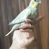 عروس هلندی مولد با جوجه