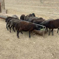 میش بز بره قوچ چاق