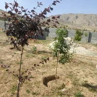 فروش باغ ۱۰۰۰متری