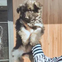 سگ ژرمن شپرد آلمان شیب خوب و رنگ زیبا