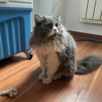 گربه بریتیش لانگ هیر تاکسی ۲