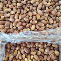 قصب خرما زاهدی