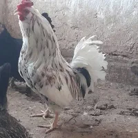 خروس گلین وخروس سلطان