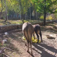 الاغ ماده 4ساله به همراه کره ماده 5ماهه|حیوانات مزرعه|آسارا, |دیوار