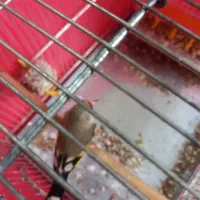 سهر و سهر قناری مست|پرنده|قم, ولیعصر|دیوار