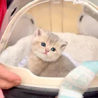 کانال گربه‌ها (پرشین/بریتیش/اسکاتیش)|گربه|کرمانشاه, |دیوار