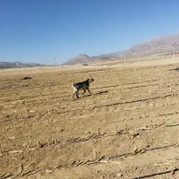 بز تیشتر|حیوانات مزرعه|بانش, |دیوار