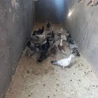 کفتر بوم