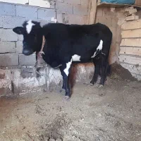 یک عدد گاو شیری با گوساله نر