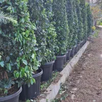 گل یاس هلندی|خدمات باغبانی و درختکاری|چابکسر, |دیوار