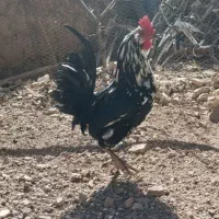 خروس و قفس بزرگ کاسکویی
