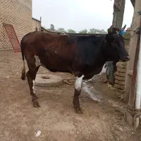 گاو قربانی نزاییده قیمت 115میلیون تما