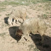3عدد میش