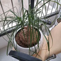 لیندا|گل و گیاه طبیعی|مشهد, تربیت (صدف)|دیوار