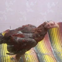جوجه یا خروس لاری