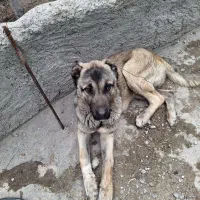 سگ اصیل سرابی