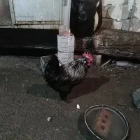 مرغ وخروس مرندی|حراج|اسکو, |دیوار