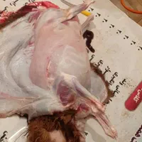 قصاب سیار قصابی گاو گوسفند و...