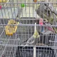 عروس هلندی نر ماده