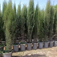 سرو شیراز اصل و گل رونده ساناز و نسترن