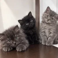 گربه بریتیش مشکی خاکستری ۱۵ م.ن
