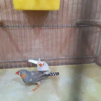 چند تا عروس هلندی ویک جفت فنچ|پرنده|زنجان, |دیوار