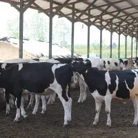 فروش تلیسه آبستن و گوساله نر هلیشتاین