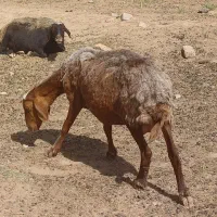 میش جملی