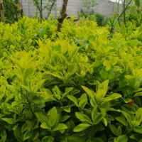 شمشاد طلایی  باغچه ای