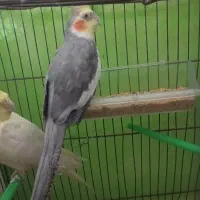 عروس هلندی|پرنده|ایرانشهر, |دیوار