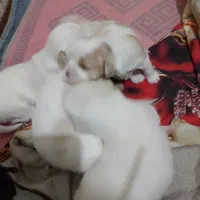 وارد سلام برادران عزیز ۴ تا سگ واگذار دارم پشمالو|سگ|بندر امام خمینی, |دیوار