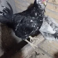 تخم مرغ نطفه دار گلین