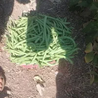 لوبیا سبز