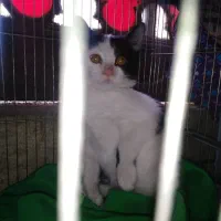 واگذاری رایگان|گربه|شیراز, شهرک مفتح|دیوار