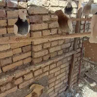 کبوتر طوقی و گرگی و پیس زرد خطی|پرنده|نائین, |دیوار