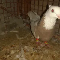 فروش ماده کارتونی و3تانر فروشی