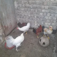 خروس|حیوانات مزرعه|قنوات, |دیوار