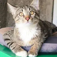 گربه گمشده